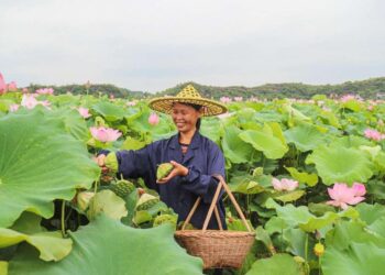Space lotus leads county in China’s Jiangxi to prosperity