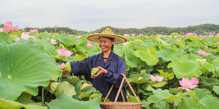 Space lotus leads county in China’s Jiangxi to prosperity