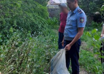 Сарыағаш тұрғынының ауласынан 2400 түп “көкнар” табылды