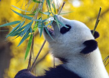 Обучение в лучших вузах Китая для Казахстанцев