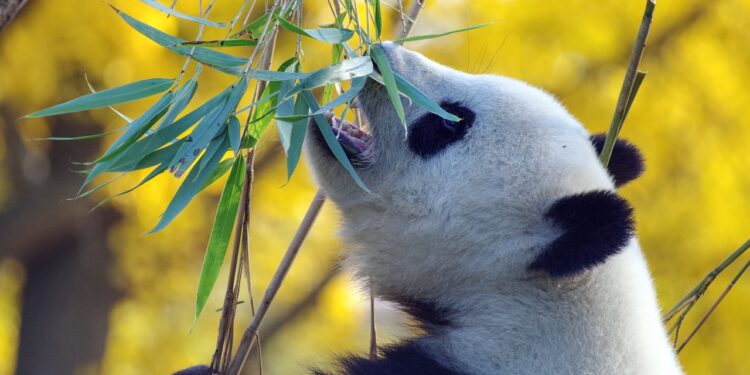 Обучение в лучших вузах Китая для Казахстанцев