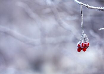 Юг Казахстана накроет резкое похолодание