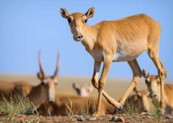 Қазақстанда киіктерді атуға қайта тыйым салынды