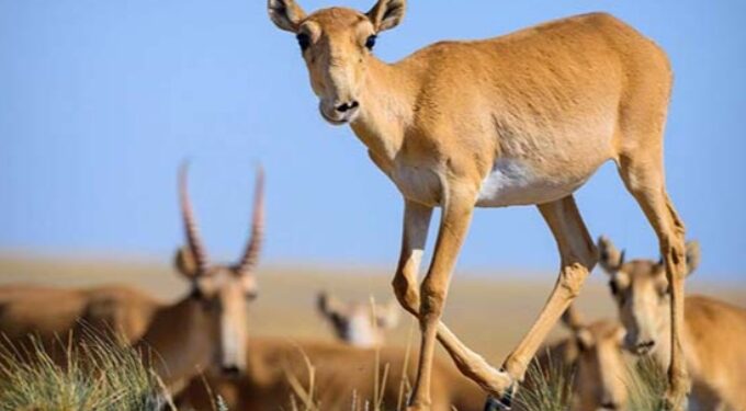 Қазақстанда киіктерді атуға қайта тыйым салынды