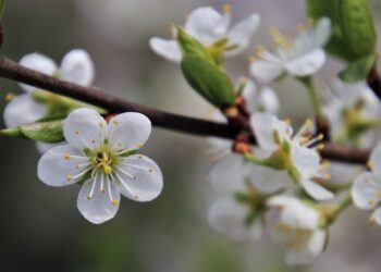 Қазақстандықтар мамырда қанша күн демалады