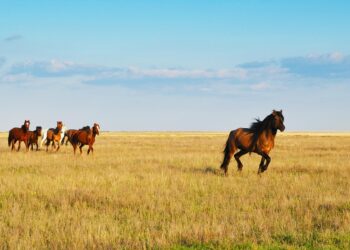 Қазақстанның үздік 5 туристік ауылы анықталды