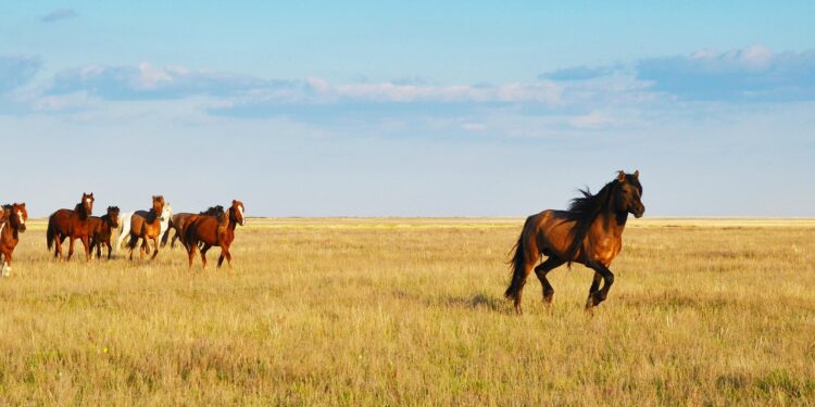 Қазақстанның үздік 5 туристік ауылы анықталды